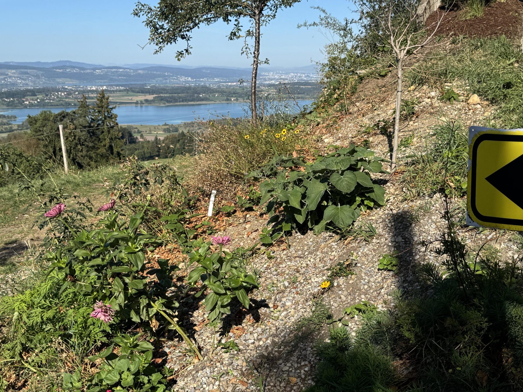 Aussicht vom Rosinli über Wiesen und See